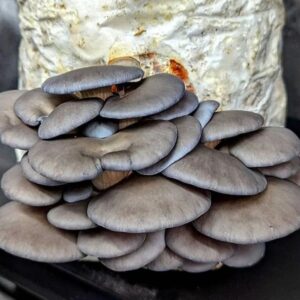 A cluster of gray oyster mushrooms growing on a substrate block against a dark background.