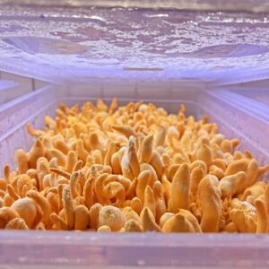 Clusters of orange cordyceps mushrooms growing inside a clear plastic container with a misted lid.
