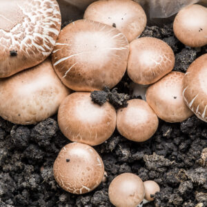 Brown mushrooms with textured caps growing in dark soil, surrounded by plastic on the sides.