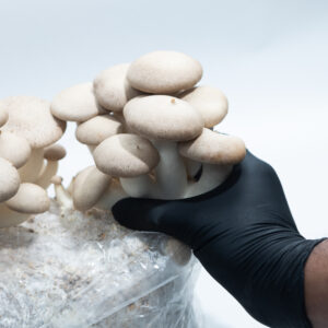 Mushroom Liquid Culture | Brown Shimeji | Hypsizygus tessulatus | Professional