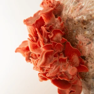 Bright orange mushrooms growing in clusters from a plastic bag filled with substrate on a white background.