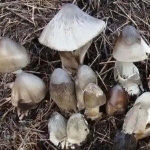 Cluster of gray and brown mushrooms growing from straw or mulch on the ground.